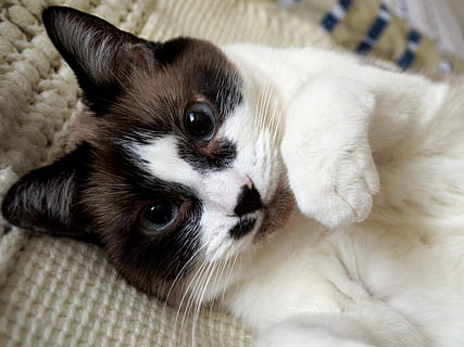 top view photography of cat, siamese, kitty, pet, animal, cute HD wallpaper
