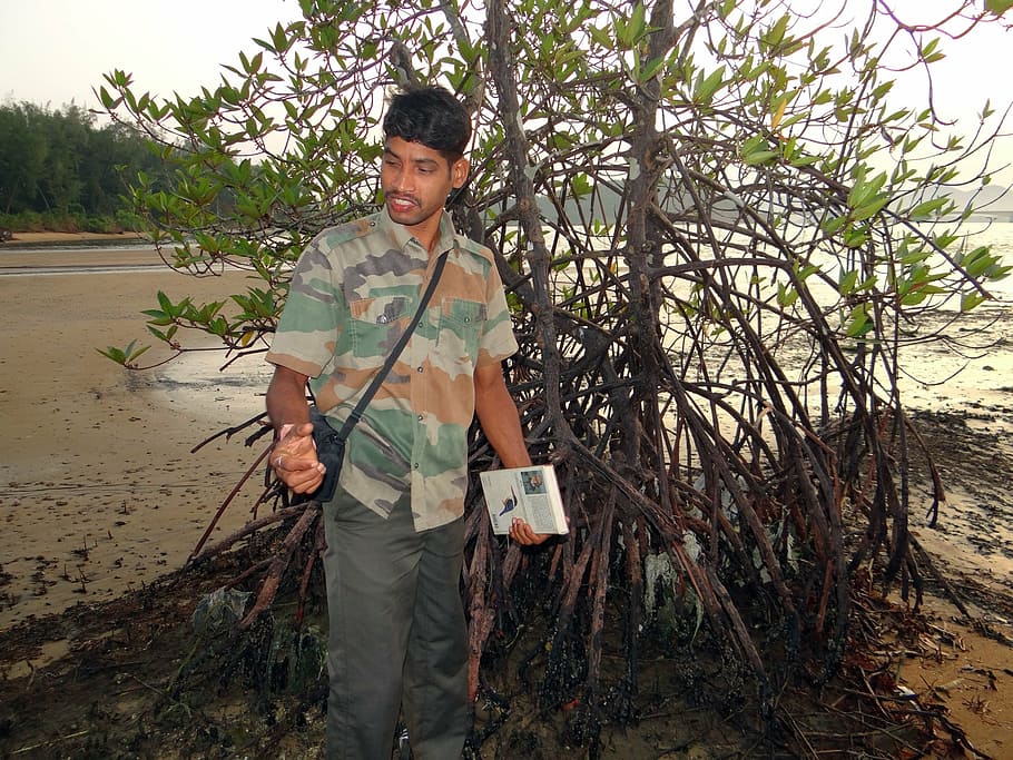 mangrove, forest, guide, swamp, aerial roots, karwar, india HD wallpaper