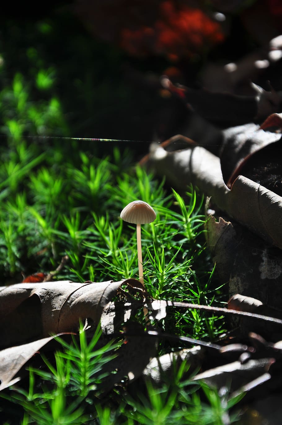Autumn, Forest, Path, Mushroom, growth, nature, fungus, outdoors HD wallpaper
