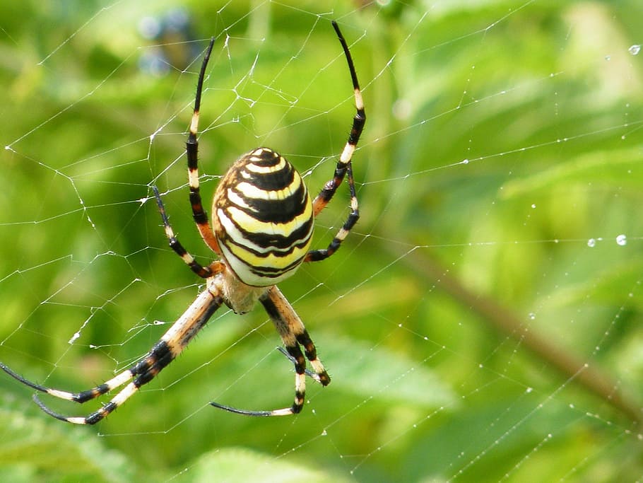 spider, web, nature, animals, spring, animal themes, spider web HD wallpaper