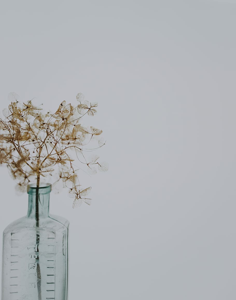 Hydrangea skeleton in vintage bottle, brown plant in clear glass bottle HD wallpaper