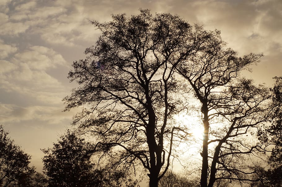 Mood, Landscape, Clouds, november, sad mood, sky, tree, nature HD wallpaper