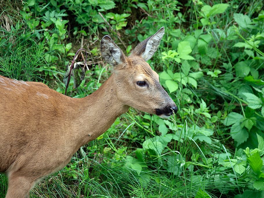 roe deer, wild, close, scheu, nature, red deer, animal, animal themes HD wallpaper