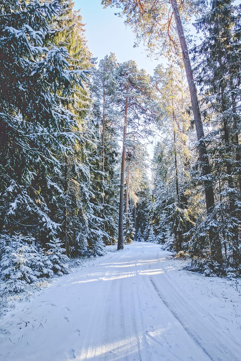 snow-covered road surrounded by trees during daytime, snow filled pathway between tall dtrees HD wallpaper