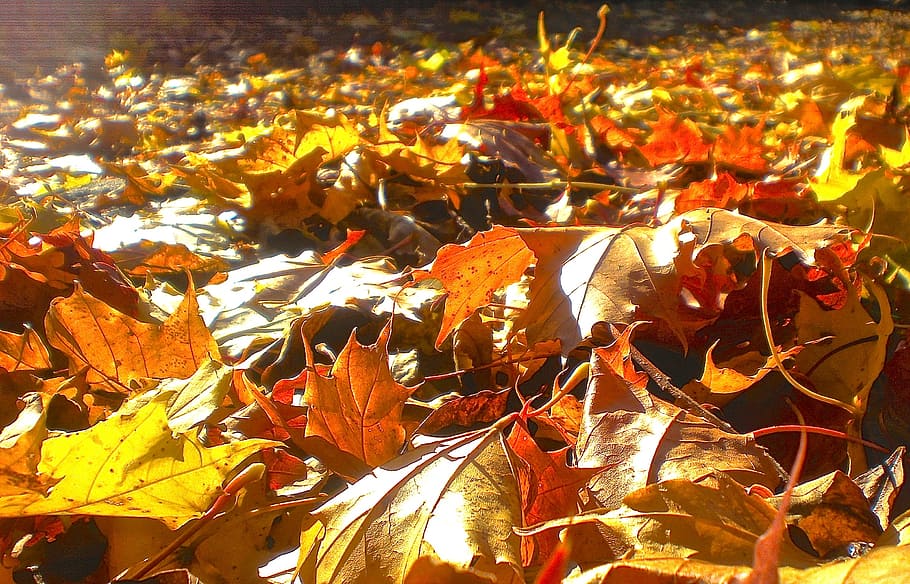 autumn, leaf, red, yellow, plant part, leaves, change, nature HD wallpaper