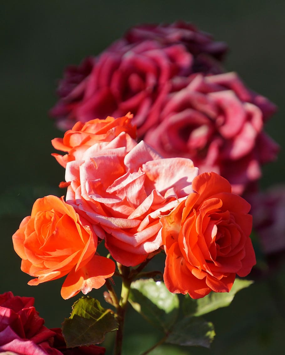 Blossom, Bloom, Close, Rosaceae, rose, red, purple, orange HD wallpaper