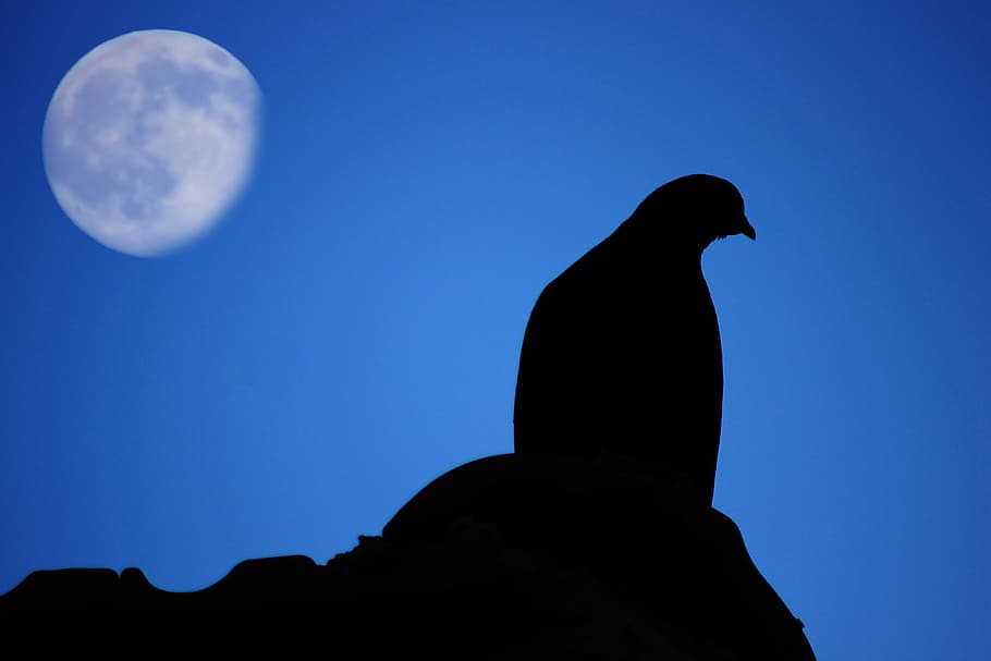 silhouette of bird under blue sky, pigeon, moon, dark, night HD wallpaper
