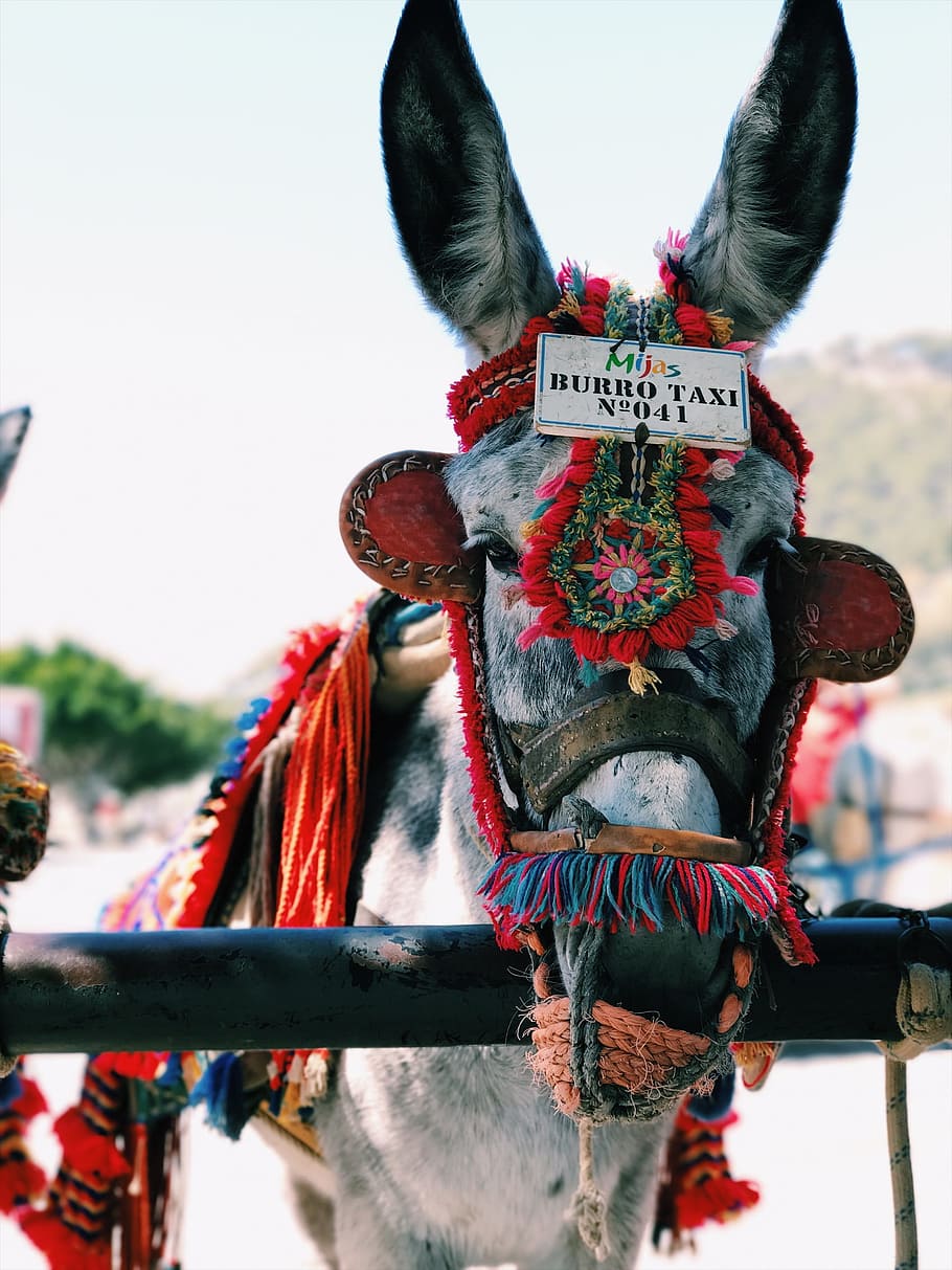 white and black donkey near black bar, gray horse with red and blue fringe dress HD wallpaper