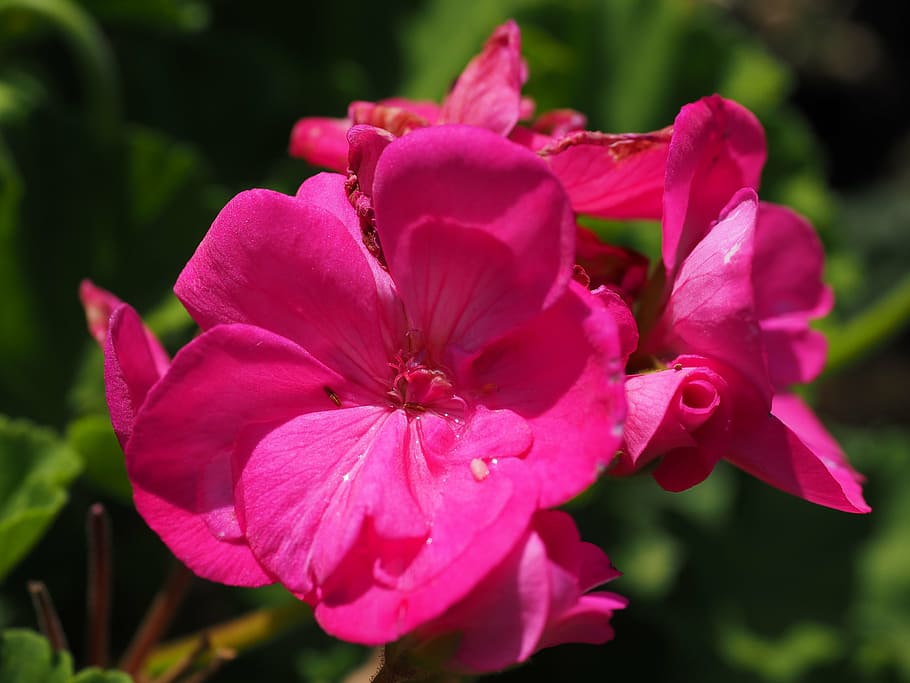 geranium, blossom, bloom, pink, balcony plant, ornamental plant HD wallpaper