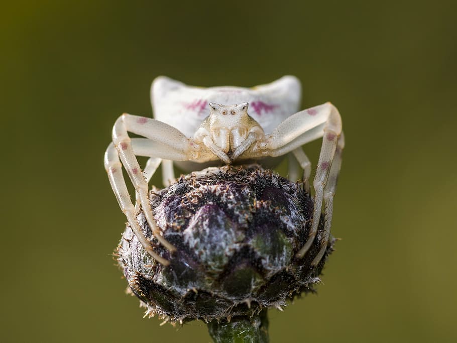 spider, dorsata, arachnids, macro, nature, hunter, insect, goldenrod crab spider, HD wallpaper