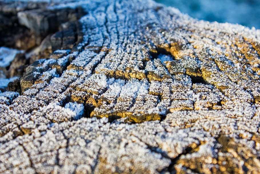frost, cold, nature, winter, ice, frosty, snowy, rime, frozen HD wallpaper