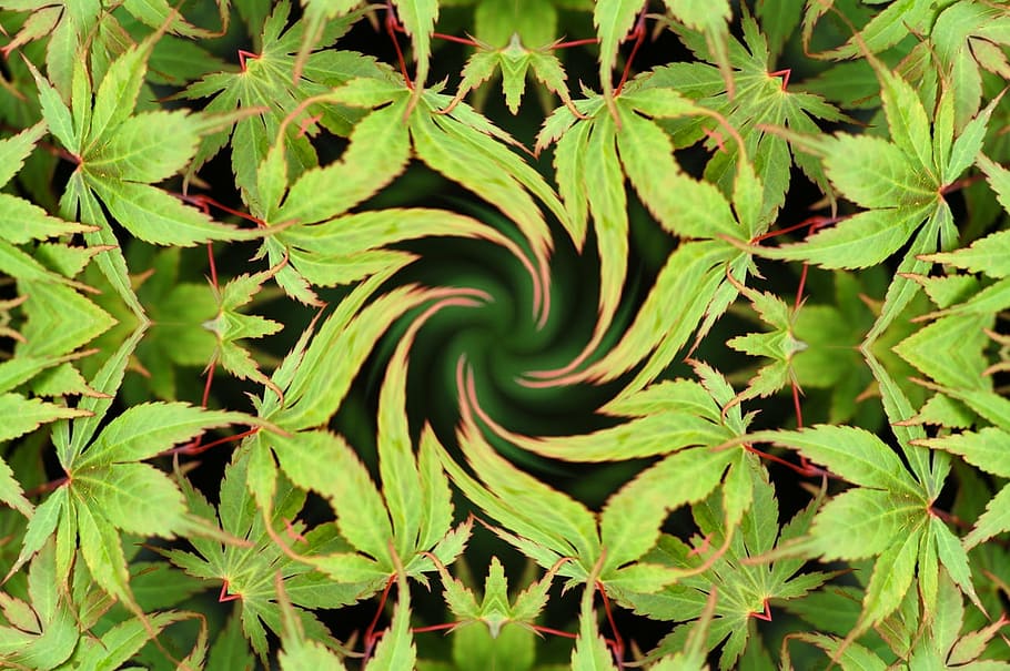 green, leaves, tree, maple, hemp, background, kaleidoscope HD wallpaper