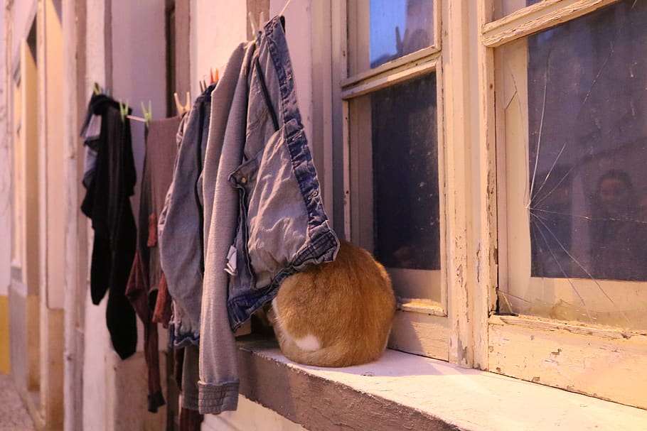 cat, clothes, house, window, no people, architecture, day, building exterior HD wallpaper
