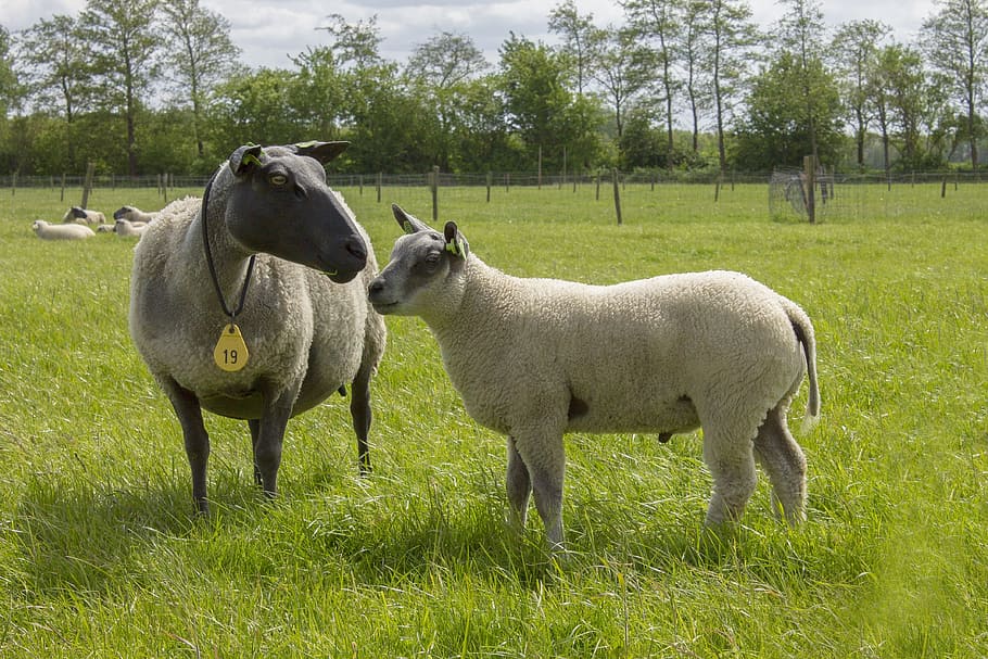 Sheep, Landscape, Netherlands, Nature, animal, animals, spring HD wallpaper