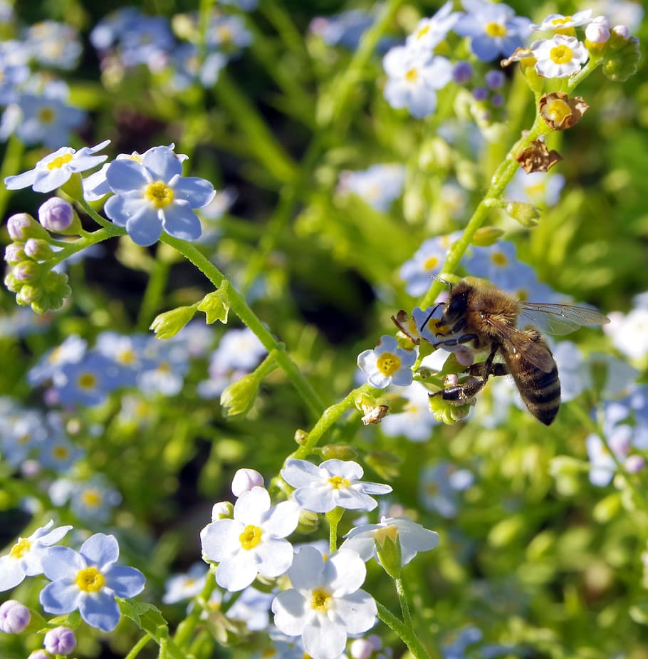 nots, flowers, bee, pollination, pollinate, blue, the delicacy HD wallpaper