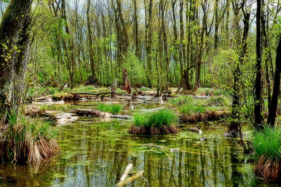 green forest and swamp, nature, spring, waters, river, reflection HD wallpaper