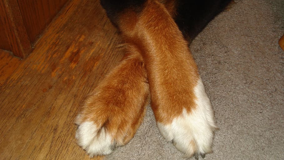 dog, paws, content, patient, waiting, poised, animal, pet, mammal HD wallpaper