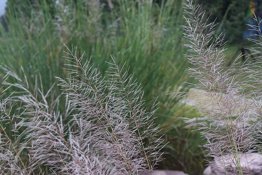 reed, grass, stone, plant, growth, green color, beauty in nature HD wallpaper