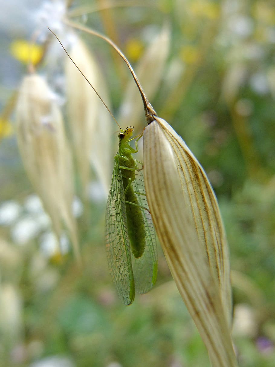 insect, green bug, wings, flying insect, detail, tiny, bugs HD wallpaper
