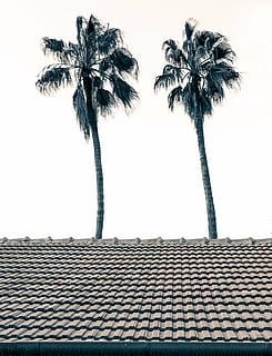 two green palm trees beside brown clay roofs, double, conceptual HD wallpaper