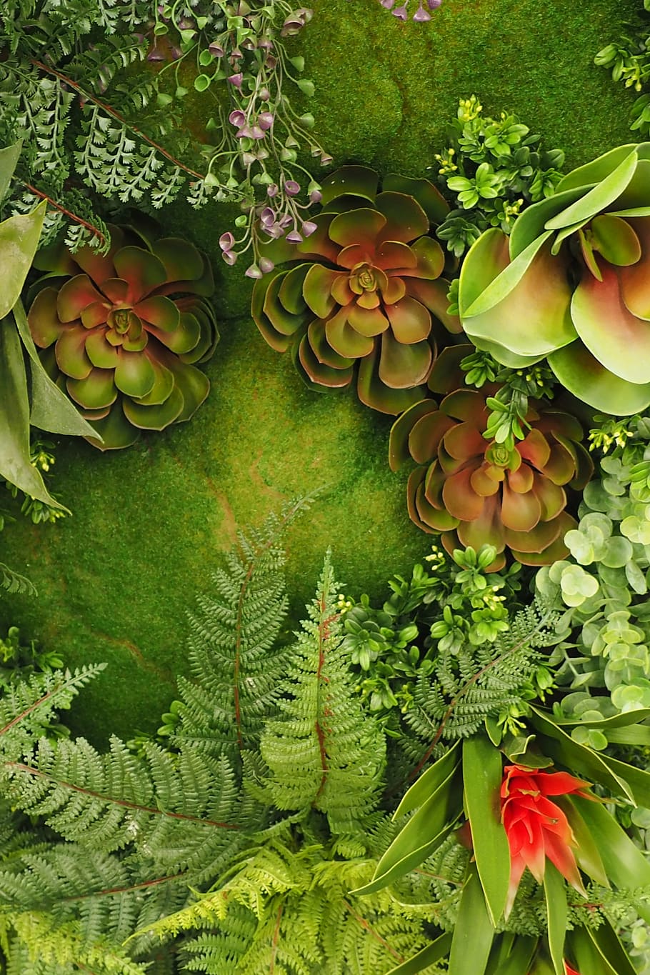 green succulents beside green fern plant, moss, fern tree, green Color HD wallpaper