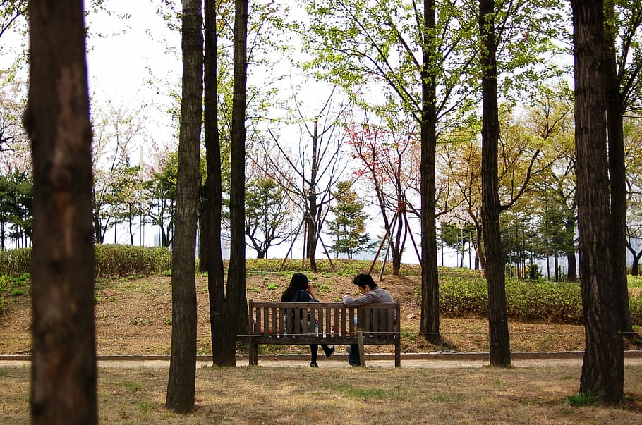 Lovers, Seonyudo, Spring, Bench, tree, animal themes, day, animal wildlife HD wallpaper