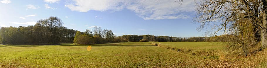 field, trees, sun, nature, landscape, sky, plant, rural scene HD wallpaper