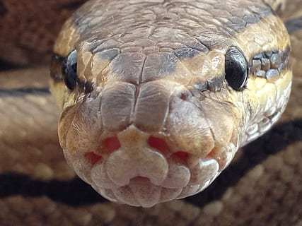 pin pinstripe, ball python, snake, normal, reptile, animal HD wallpaper