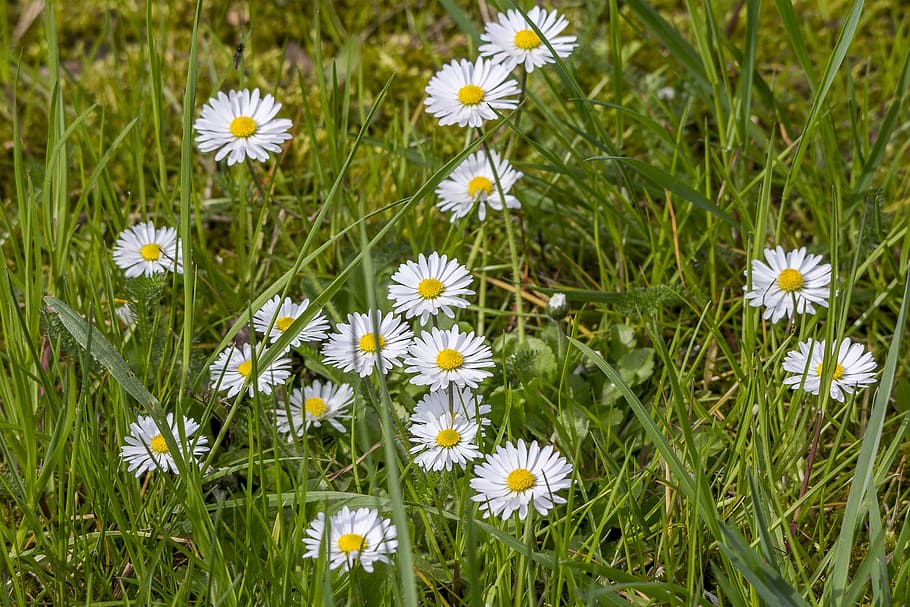 daisies, nature, flower, spring, flowering plant, freshness HD wallpaper