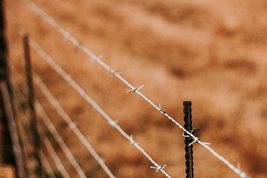 shallow focus photography of barbwires, gray steel barb wire HD wallpaper