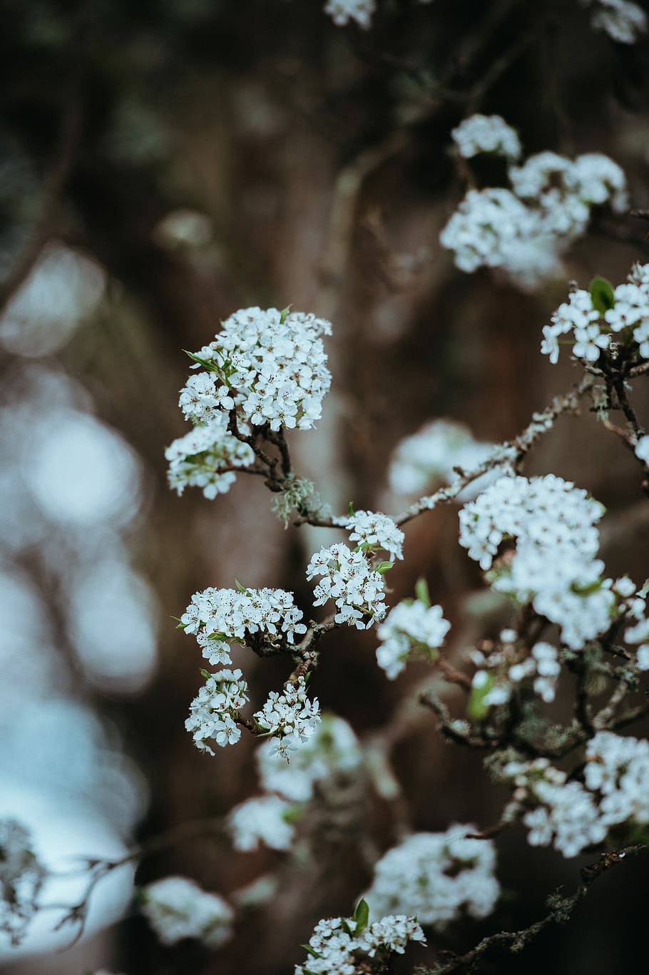 Spring beauty, white cherry blossoms in selective focus photography HD wallpaper