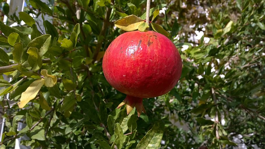 pomegranate, fruit, mediterranean, food and drink, healthy eating HD wallpaper