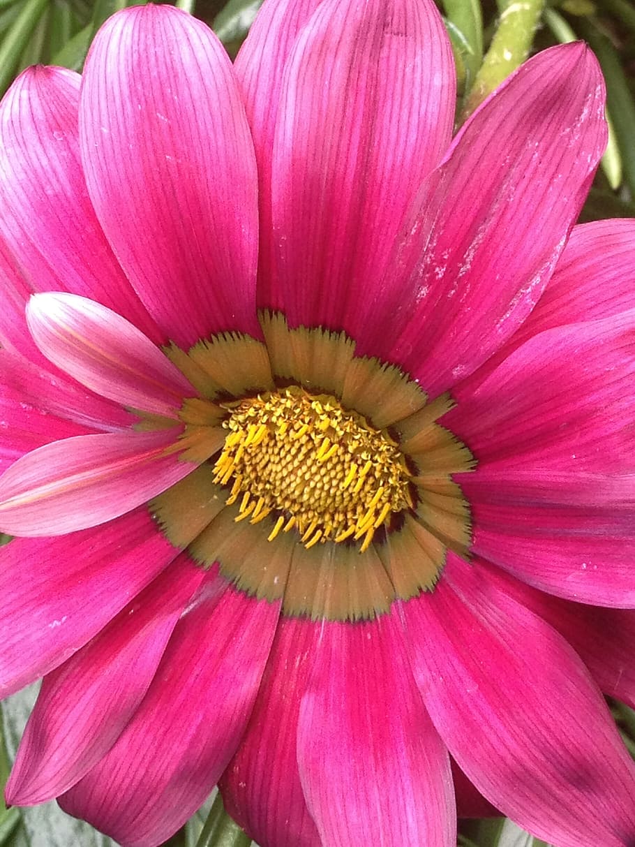 flower, yellow, nature, flowering plant, petal, beauty in nature HD wallpaper