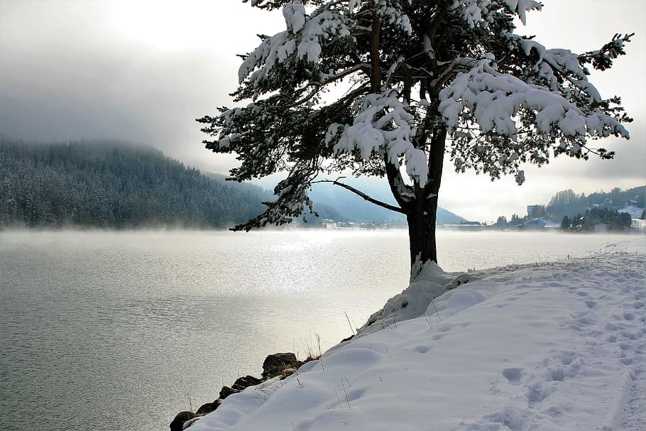 tree with snowflakes near body of water, coniferous, mountains
