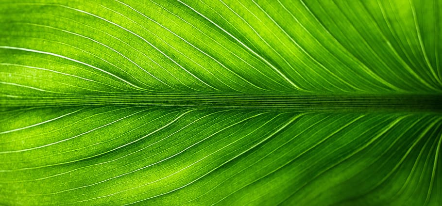 green leaf macro photography, nature, the leaves, hwalyeob, abstract, HD wallpaper