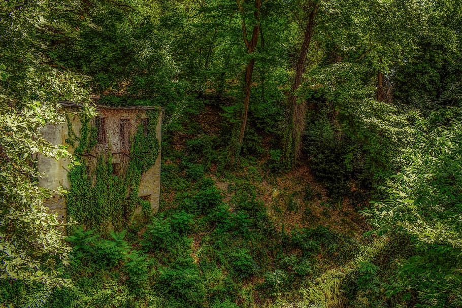 forest, trees, nature, green, house, abandoned, creepy, ruin HD wallpaper