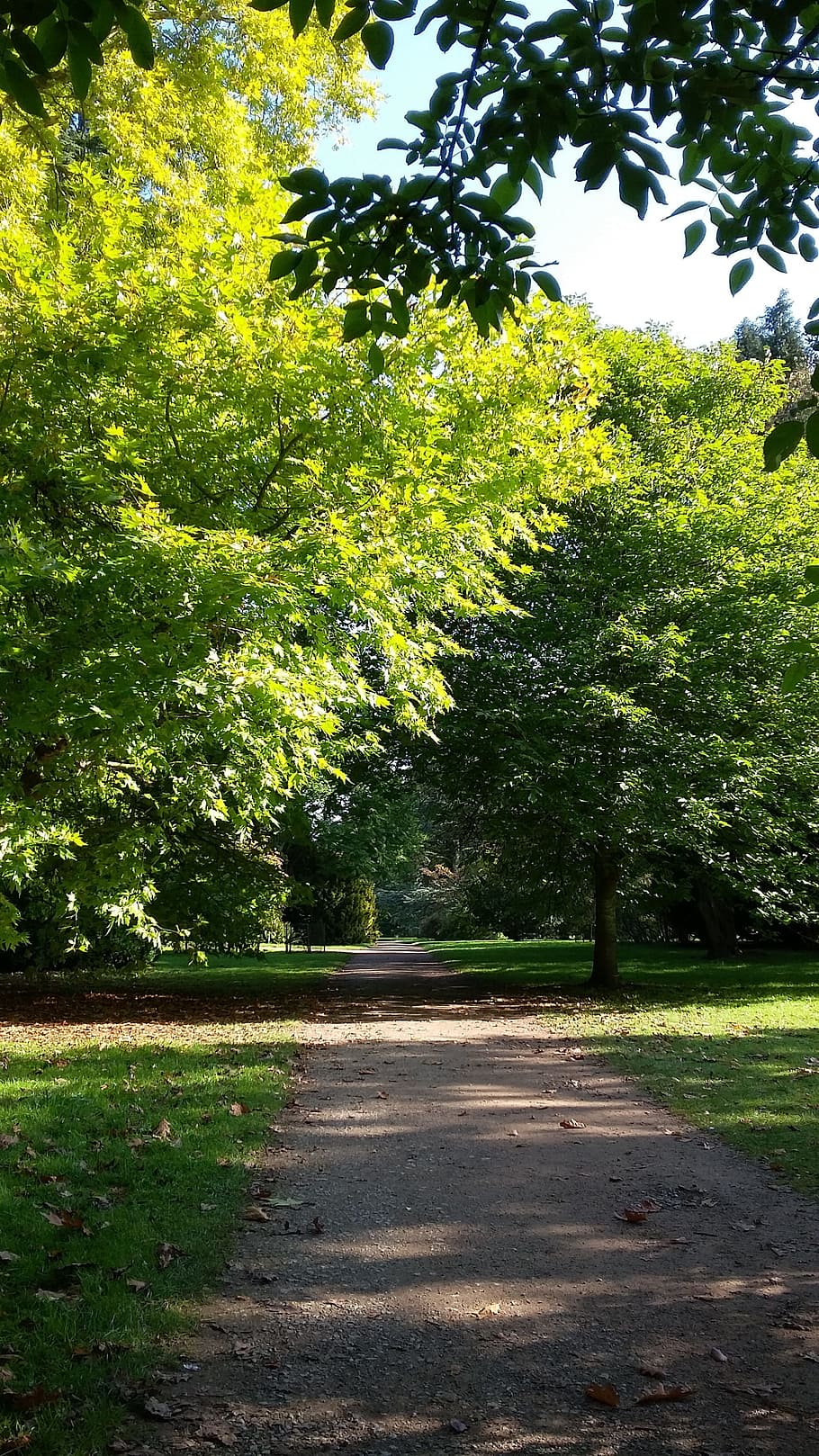 Forest, Green, Trees, Path, Nature, landscape, summer, environment HD wallpaper
