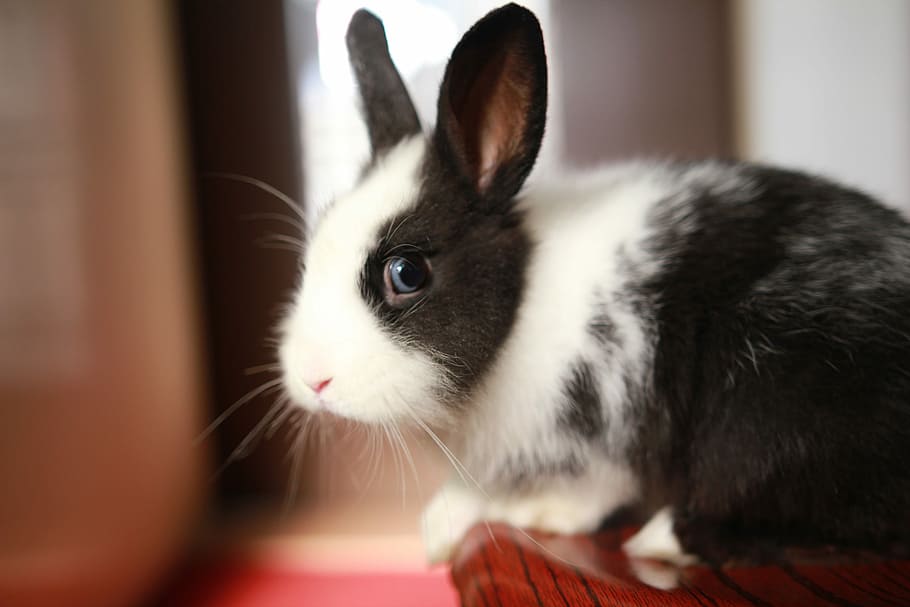 Rabbit, Pets, Animal, domestic animals, indoors, one animal HD wallpaper