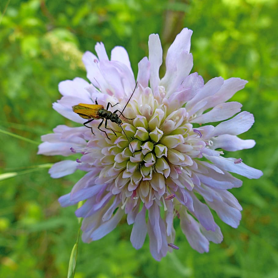 flowers, macro, insect, nature, flowering plant, fragility HD wallpaper