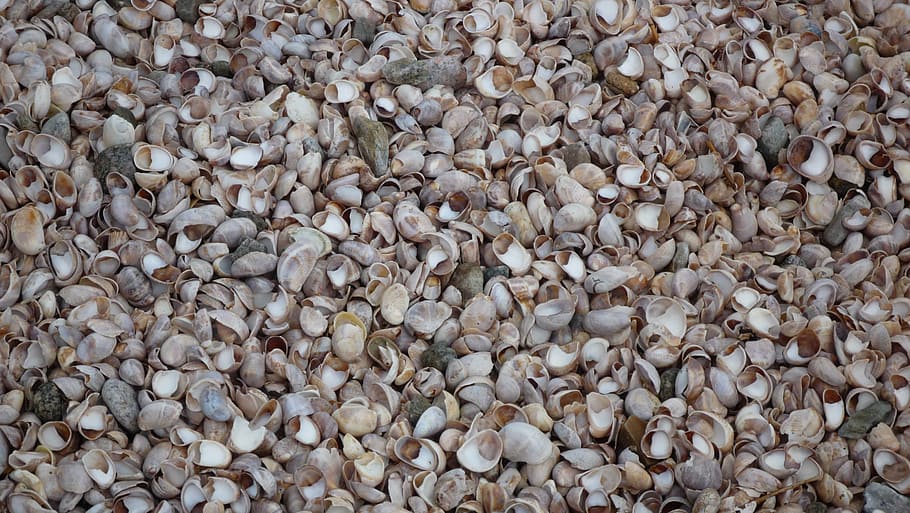 mussels, shells, beach, full frame, backgrounds, abundance HD wallpaper