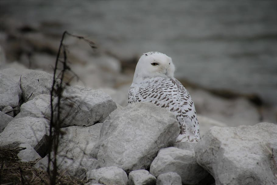 grayscale photography of bird standing on stone, owl, white HD wallpaper