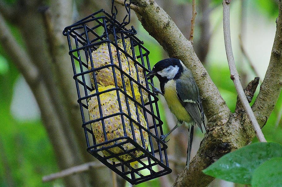 tit, bird, fly, bird seed, nature, small bird, animal, feed HD wallpaper
