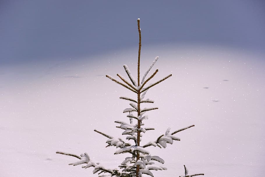 frozen pine tree during winter, apex, tip, top, crown, fir tree HD wallpaper