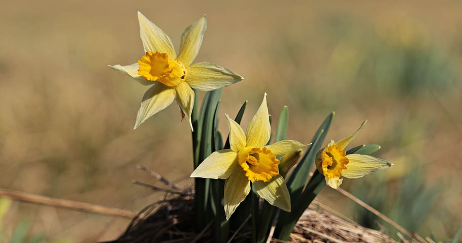 green and yellow flowers, daffodils, spring, blossom, bloom HD wallpaper