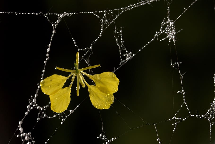 spider web, petals, yellow, dew, drops, flower, garden, fragility HD wallpaper