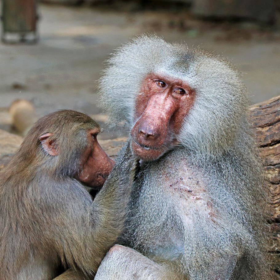 Monkey, Baboon, Zoo, Animal, Tiergarten, nature, primate, mammal HD wallpaper