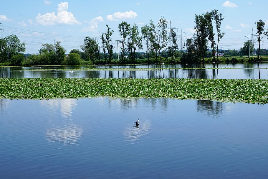 danube, ehingen, ulm, germany, river, europe, nature, landscape HD wallpaper