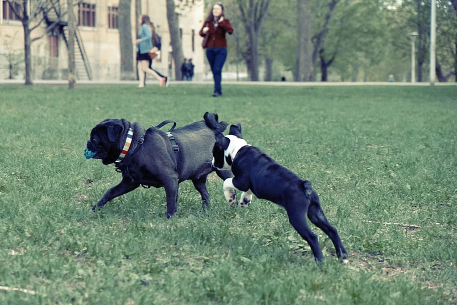 dogs, playing, park, grass, fetch, ball, pug, domestic animals HD wallpaper