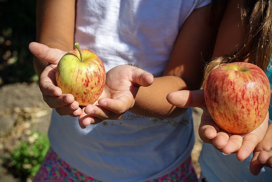 two ripe apples, picking, children, hands, fruit, nature, garden HD wallpaper