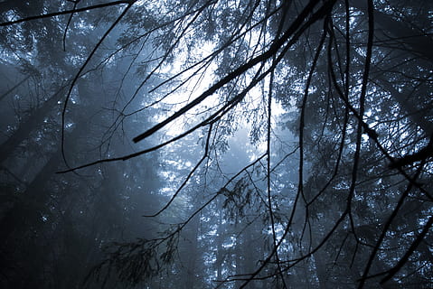 low angle photography of forest tree, Forrest, Cold, Trees HD wallpaper